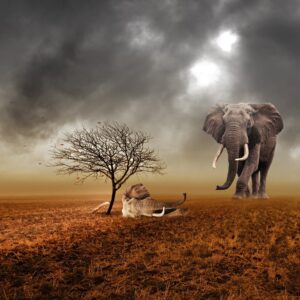 tableau elephant